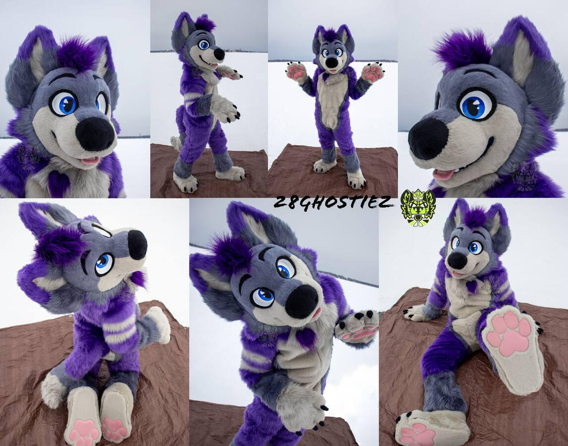 Kipple the Husky 2025